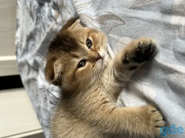 Котята Шотландские вислоухие, фотография 7