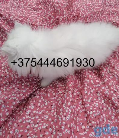 Котята в любимцы., фотография 3