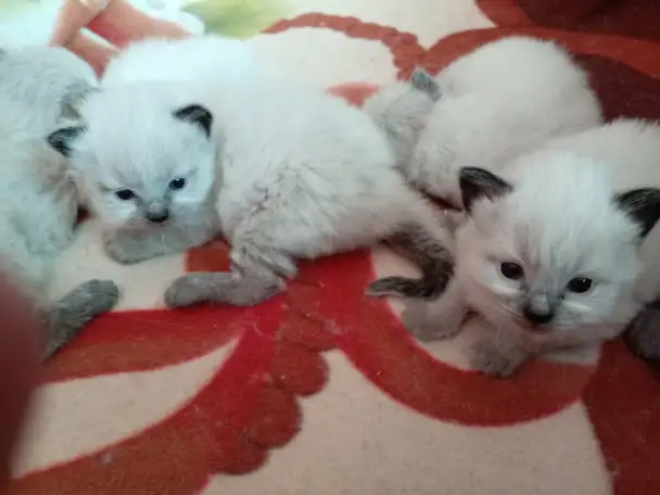 Котята Невская Маскарадная, фотография 6