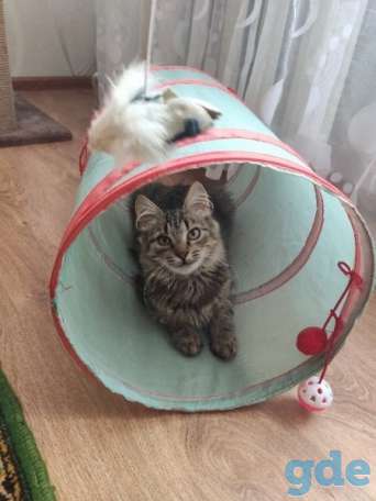 Котик ищет дом, фотография 2