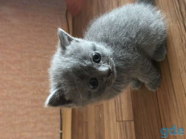 Вислоухие котята, фотография 1