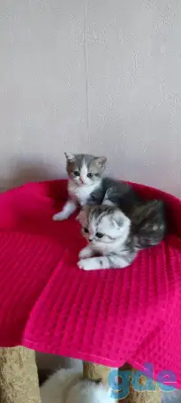 Шотландские котята с голубыми глазами, фотография 8