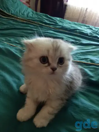 Продам котят Шотландцы Шиншилла, фотография 1