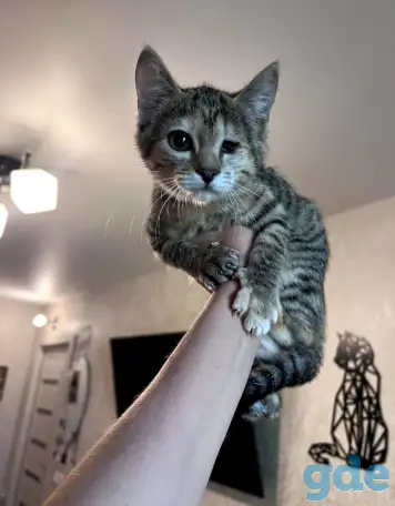 Котенок в дар, фотография 1