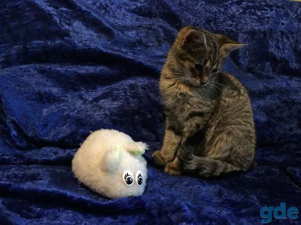 бездомный котенок ищет доброго хозяина!! Может быть, это Вы?.., фотография 5