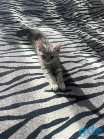 Шотландский котенок, фотография 2