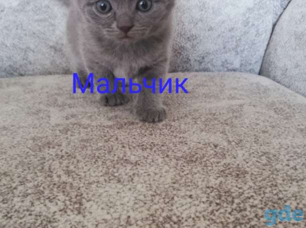 Шотландские котята, фотография 2