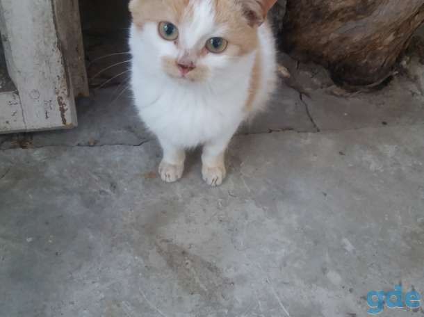 котята, фотография 3