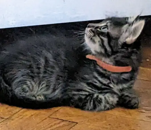 котенок, фотография 4