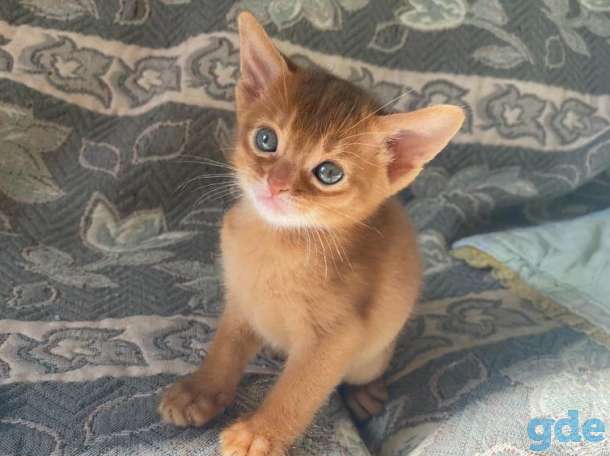 Абиссинские котята, фотография 3