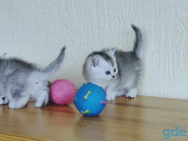 Шотландские котята, фотография 4
