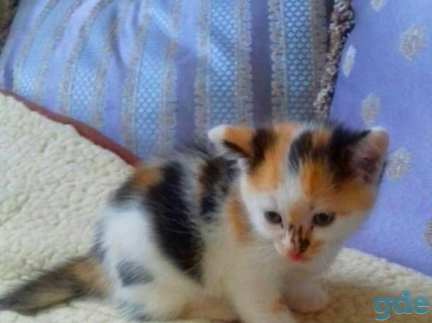 Котята в добрые руки, фотография 4