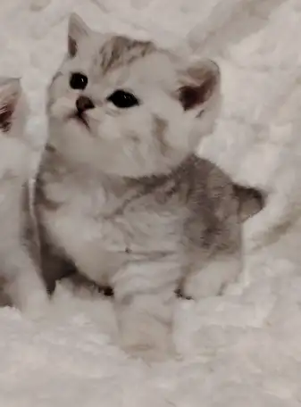 Шотландские котята., фотография 5