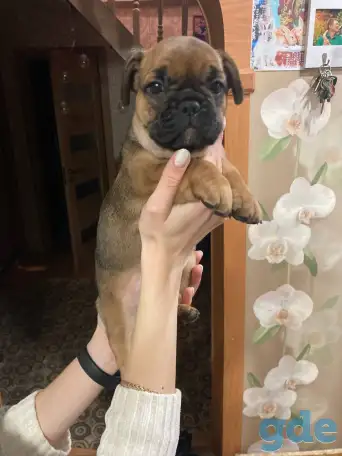 Французский бульдог, фотография 4