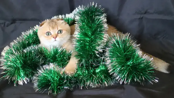 Шотландские котята, фотография 4