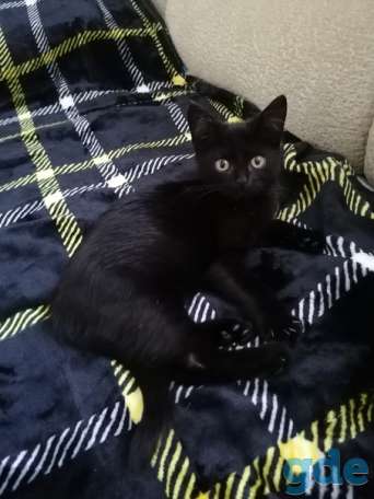 Котенок ищет дом, фотография 1