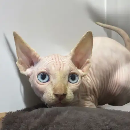 Котята канадского сфинкса, фотография 8