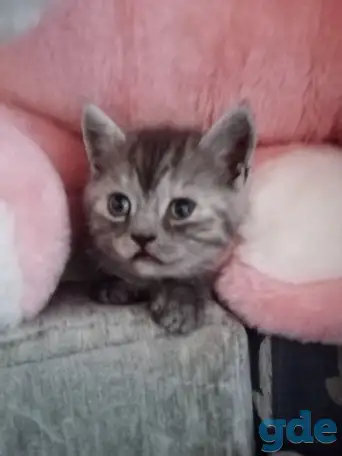 Шотландские котята, фотография 10