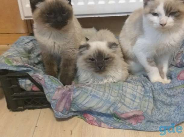 Котята, фотография 1