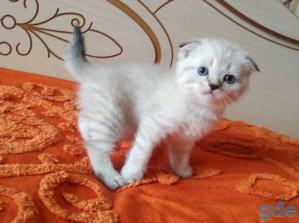 Шотландских породистых котят, фотография 8