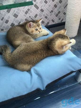 Шотландские котята золотая шиншилла, фотография 1