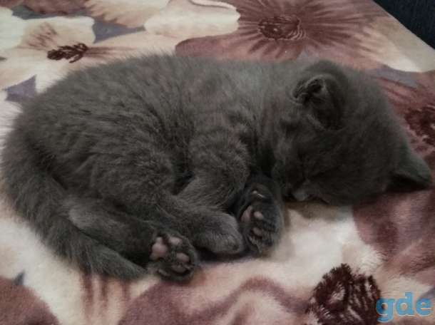 Милые ШОТЛАНСКИЕ КОТЯТА, фотография 2