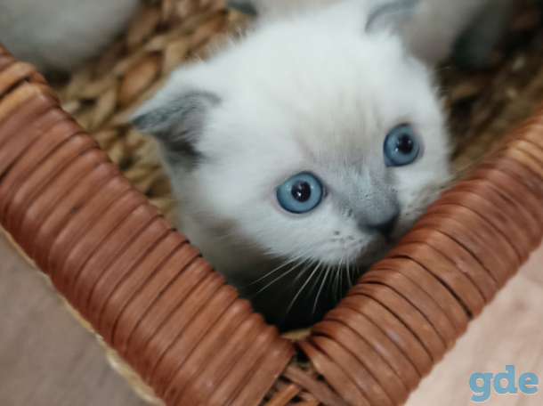 Котята шотландские, фотография 6