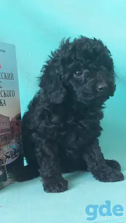 Той Пуделя щенки мальчики и девочки с родословной, фотография 5