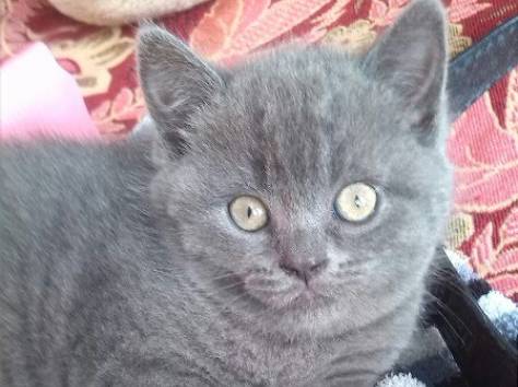 британские короткошерстные котята, фотография 1