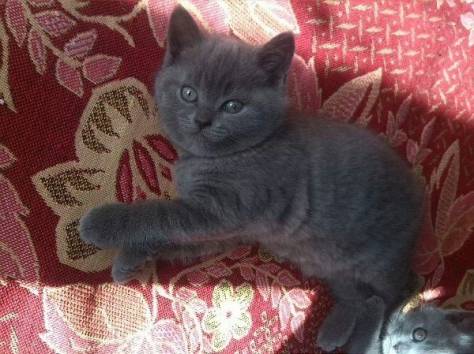 британские короткошерстные котята, фотография 2