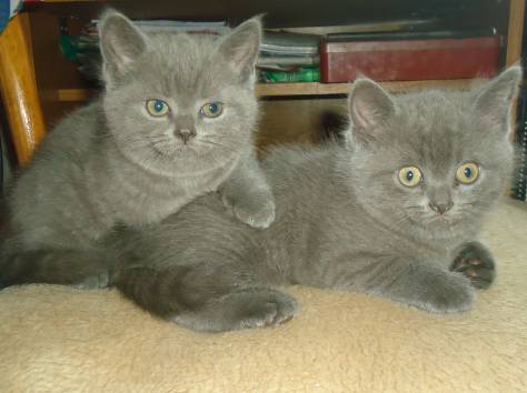 британские короткошерстные котята, фотография 3
