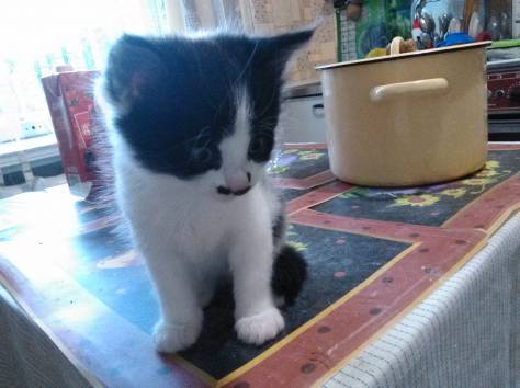 Котята в дар, фотография 2