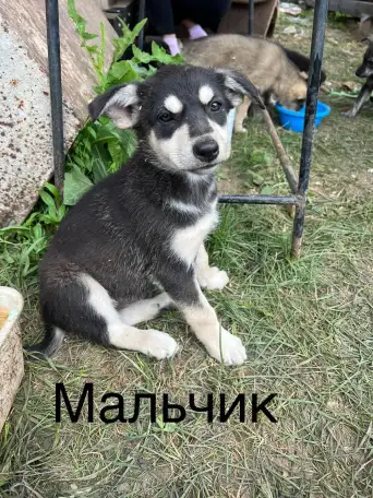 Щенок ищет семью, фотография 7