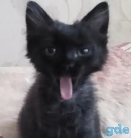 котенок в добрые руки, фотография 2