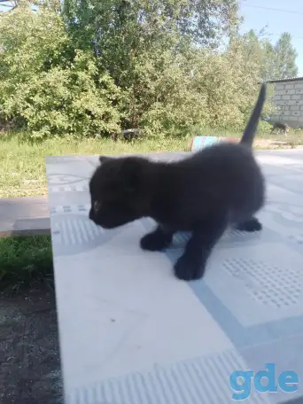 Свои котята в дар, фотография 1