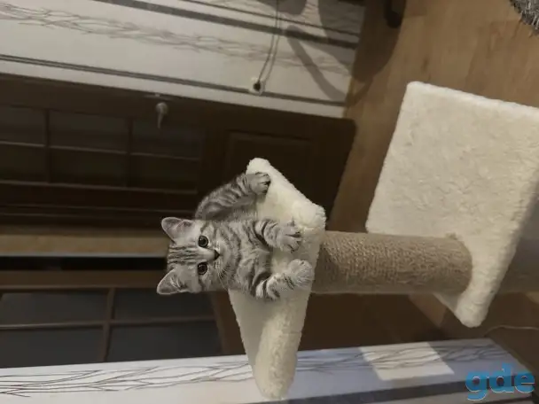 Шотландские котята, фотография 5