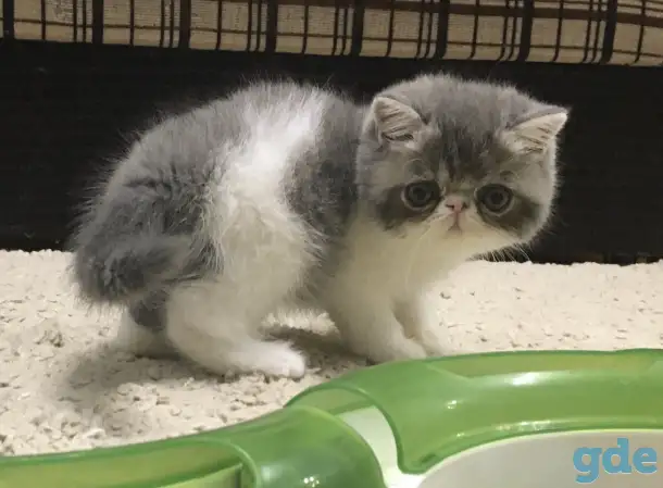 Экзотические короткошёрстные котята, фотография 1