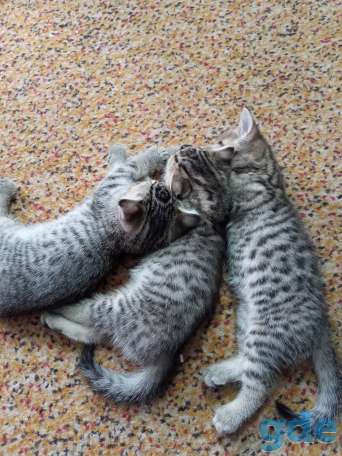 Красивые котята, фотография 4