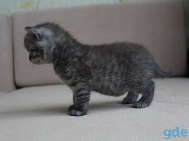 Чистокровные шотландские котята, фотография 7