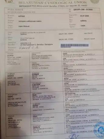 Продам щенков западно сибирской лайки, фотография 7