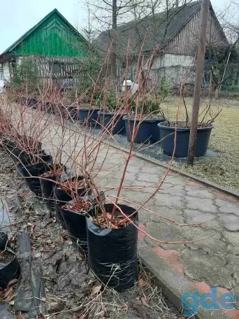 Саженцы голубики Брест, фотография 2