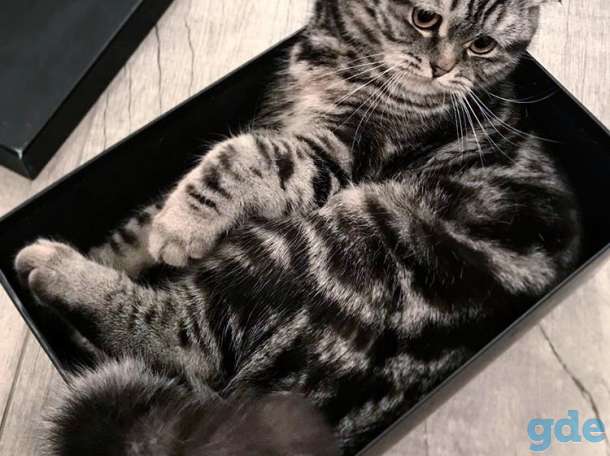 Шотландские котята, фотография 6