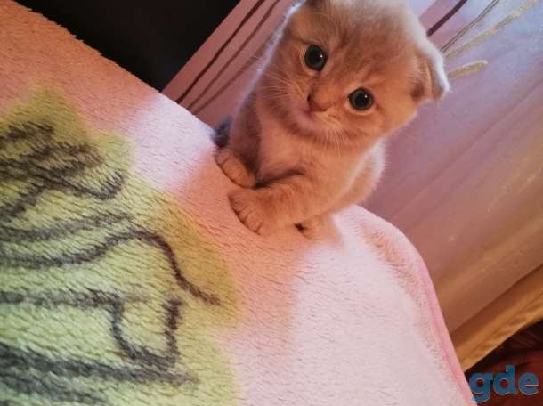 Котята шотландские вислоухие, фотография 4