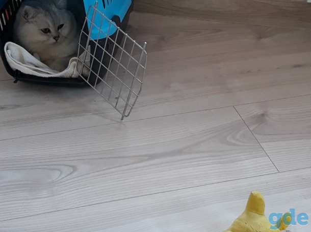Продам чистокровных котят, фотография 2