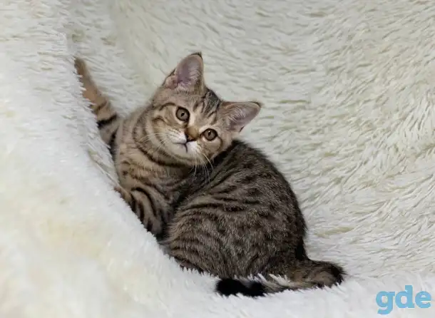 Шотландская прямоухая кошка, котенок страйт, окрас SFS 71 n24, фотография 3