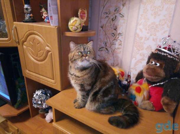 Кошка ищет кота для вязки, фотография 1