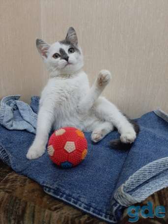 Котенок ищет дом, фотография 3