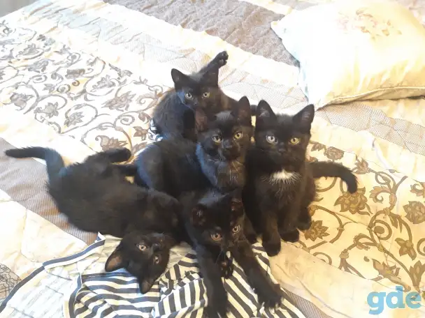 Котёнок в добрые руки, фотография 1