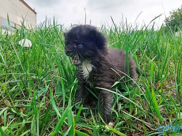 Котенок ищет дом, фотография 1