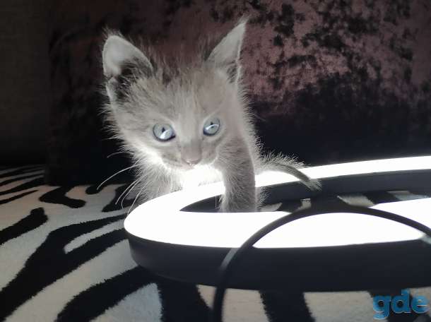 Русские голубые котята, фотография 2